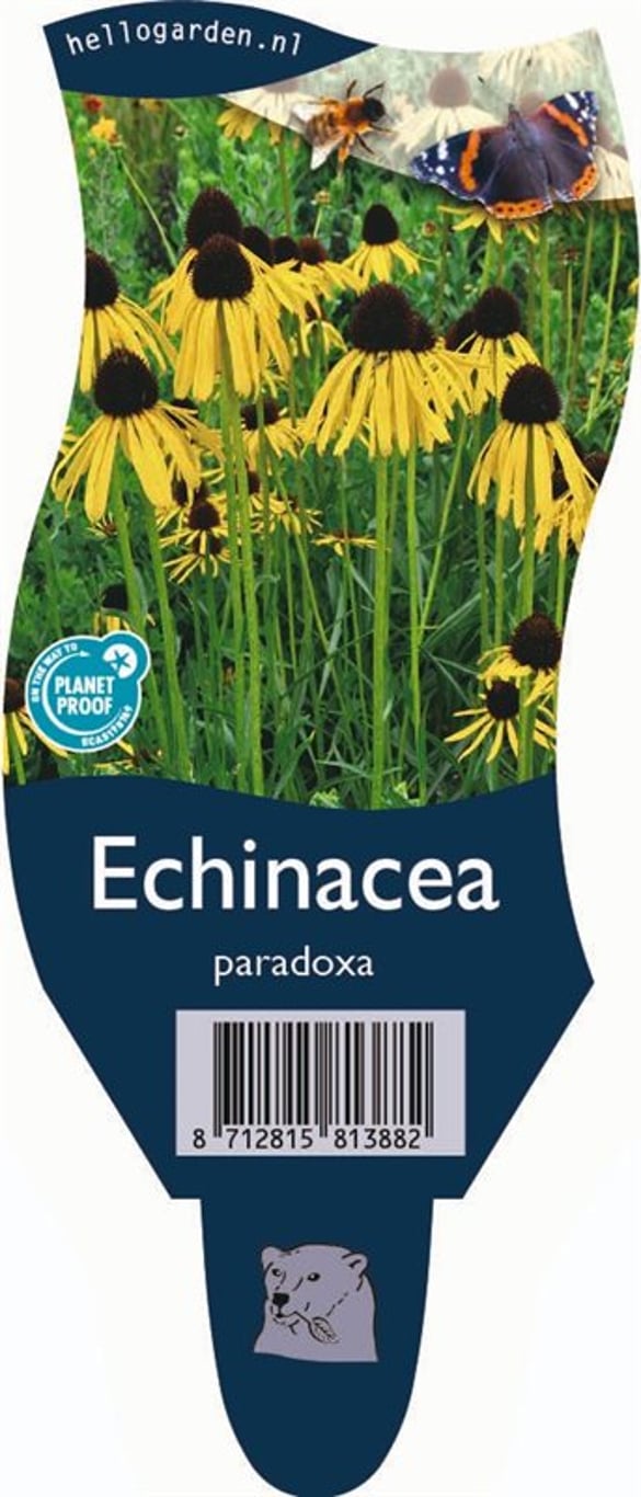 Echinacea paradoxa - P11